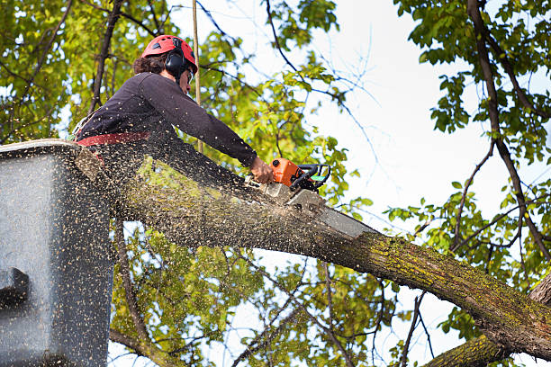 Best Arborist Consultation Services  in USA